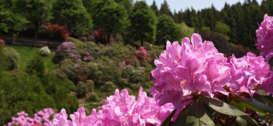 Rododendri in fiore