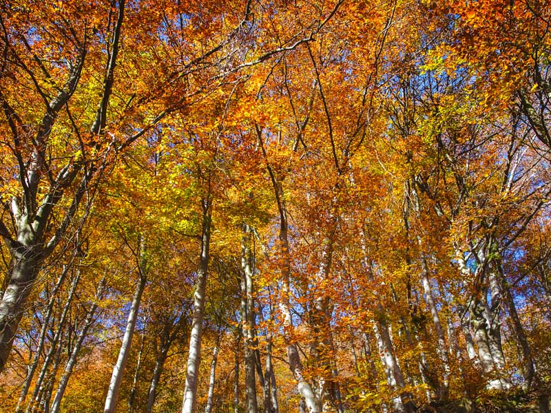 foliage