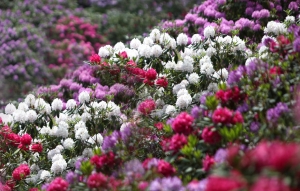 Rododendri coltivati