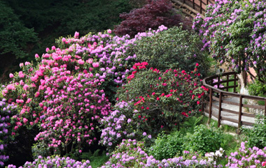 Fioritura rododendri