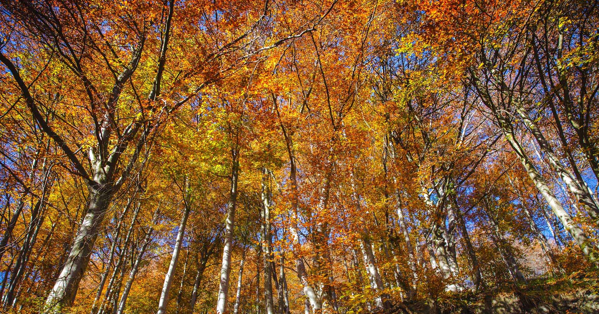 oasi zegna – foliage foliage