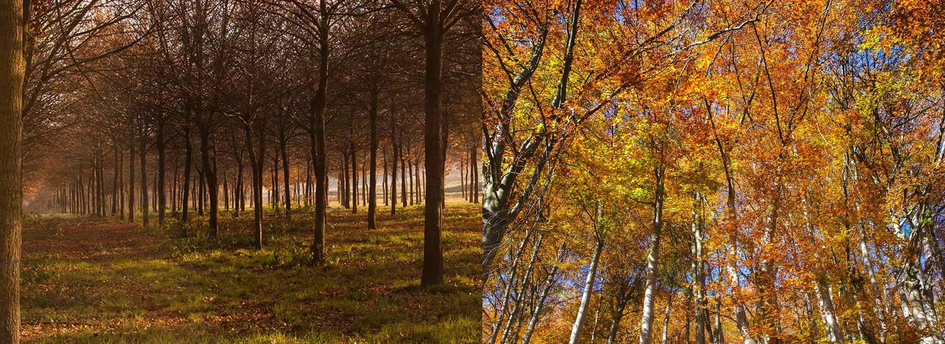 Copertina-esperienze-ForestBathing Forest Bathing